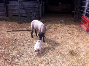 Lucy the Lamb Dog looks over the herd 24-7