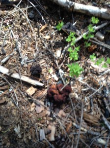 False morels.  They are very different looking than actual morels.