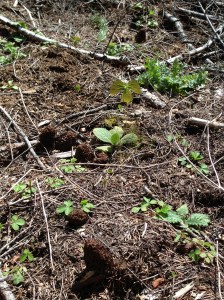 This is a nice little bunch of morels.