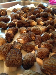 Look at the size of these bad boys.  Drying out for 45 minutes.