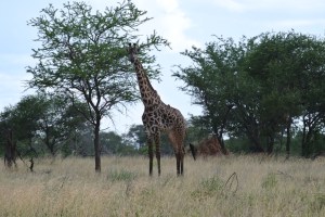 A male giraffe just hanging out.
