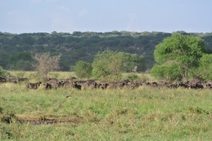 A herd of Cape Buffalo in the watering hole.