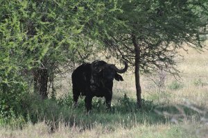 This is an intimdating stance. you can see he had been fighting by his facial scars and his torn ear.