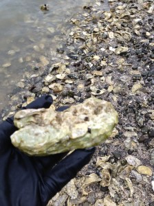 Perfect oysters, both large and small.