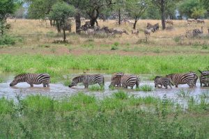 Zebras at the water hole, where we would often eat lunch and watch all the animals come to drink.