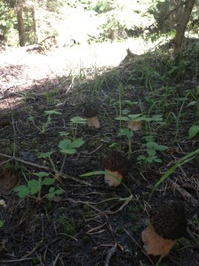 When you find one, you usually find more.  This was a road full of morels.