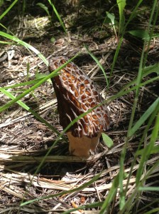 A good size morel
