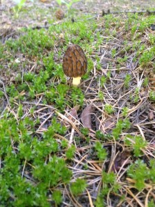 I love this picture.  It represents to me, the perfect color.  I see this little guy on top of homemade pasta.