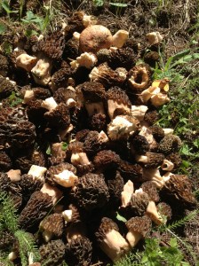 Two hours of picking 193 morels.
