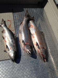 39.99 a pound for Columbia River Springer. That is a booty!