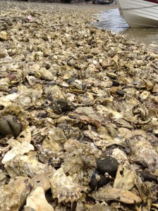 Fresh oysters lining the beach.